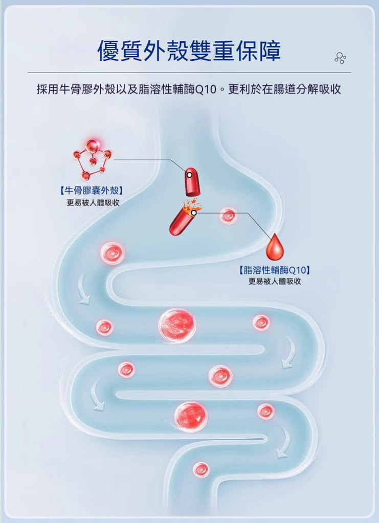 輔酶Q10膠囊吸收圖示，採用牛骨膠囊外殼與脂溶型成分雙重保障吸收