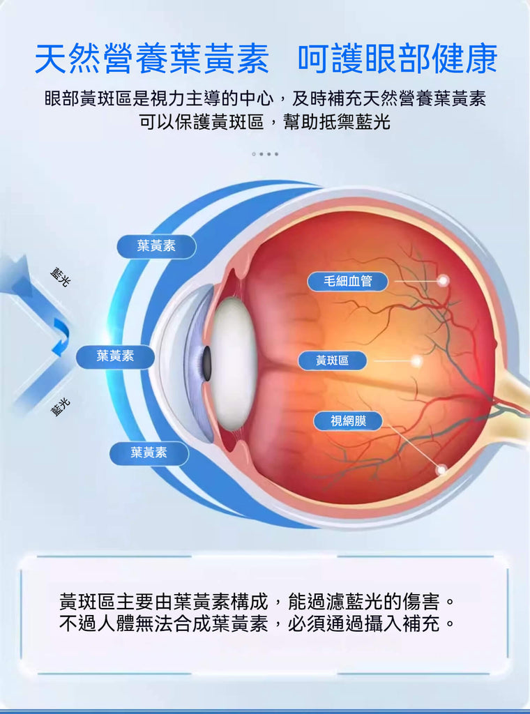 葉黃素保護黃斑部與視網膜示意圖，有效阻隔藍光