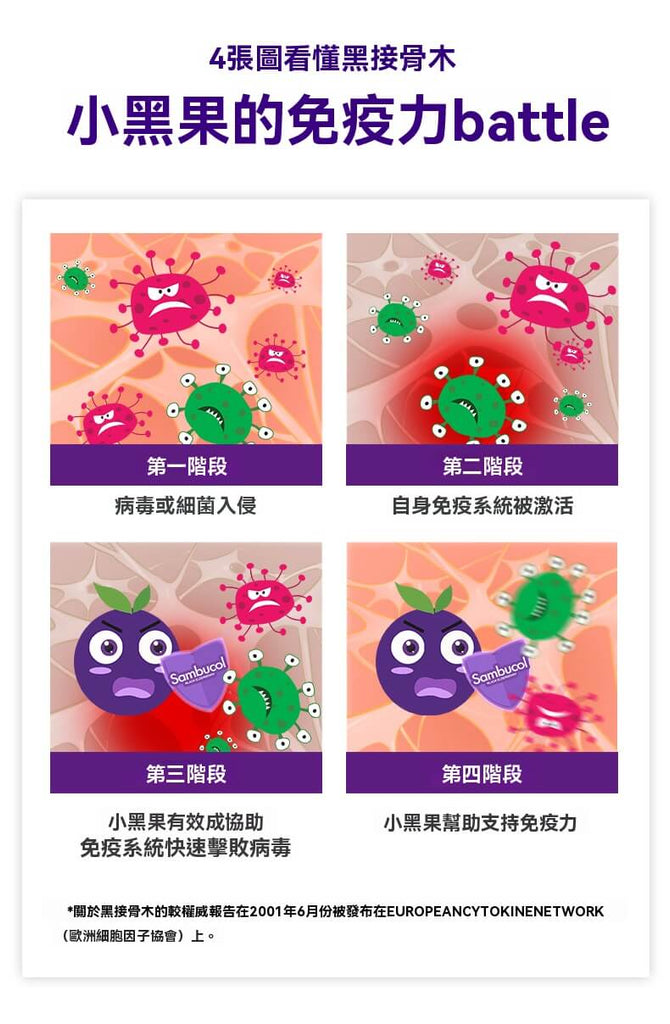 黑接骨木莓在免疫系統中的四個防禦作用階段，從阻擋入侵、啟動防禦到病毒剋星的過程圖解。