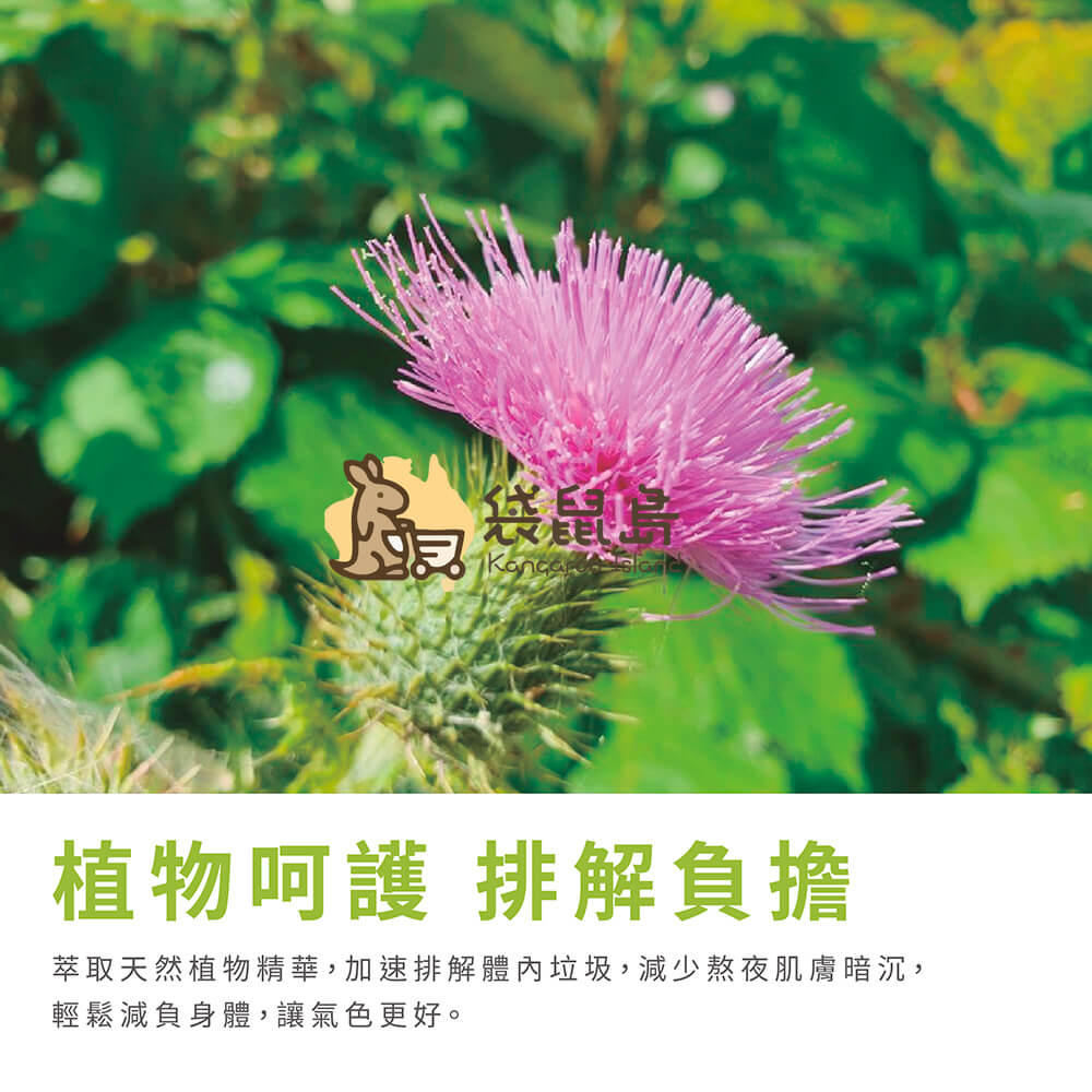 Swisse護肝片採天然奶薊草精華，有效排解體內負擔，改善肌膚暗沉